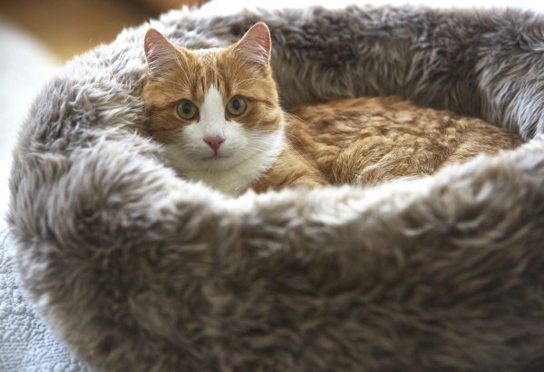Panier pour chat Lana