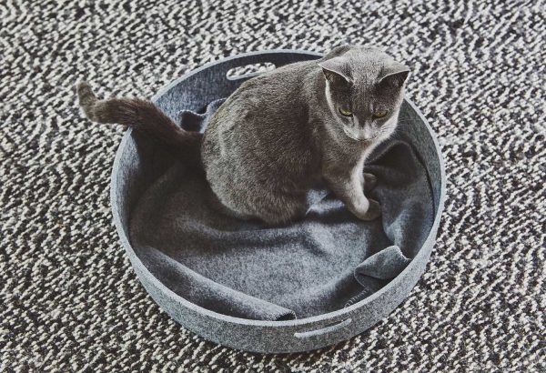 Panier pour chat design Cesto
