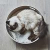 Panier pour chat design Cesto