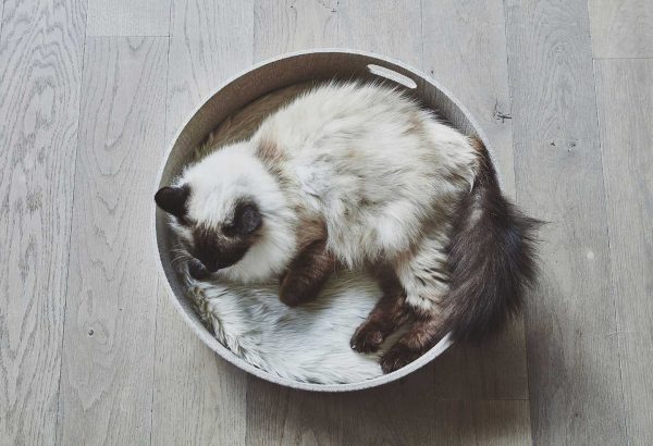 Panier pour chat design Cesto