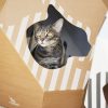 Maison en carton pour chat