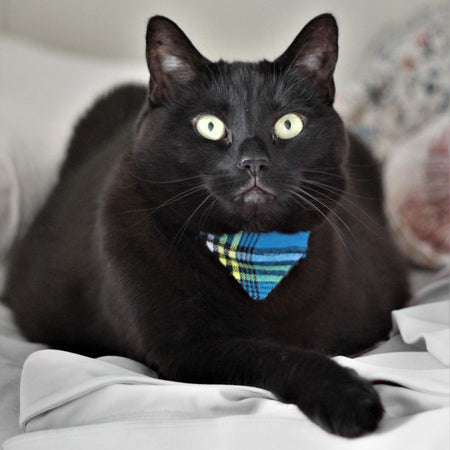 Bandana pour chat Shuka Blue