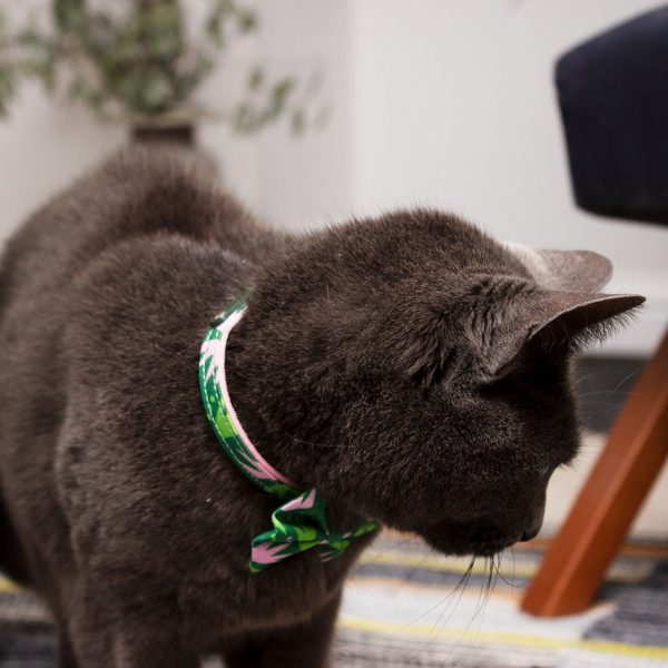 Collier pour chat Combs